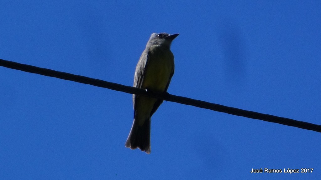 Tropical Kingbird - ML75739711