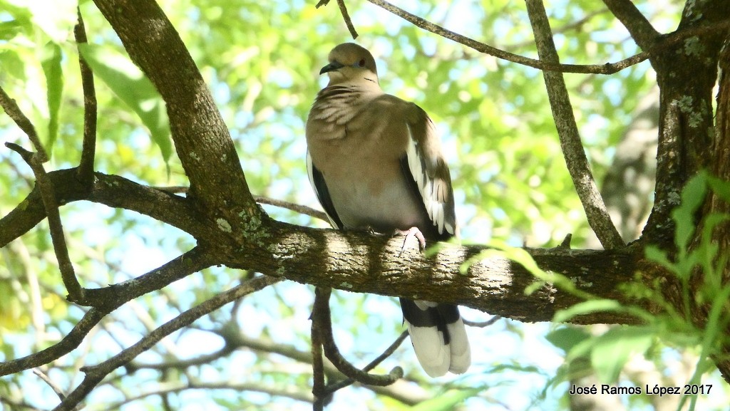 White-winged Dove - ML75739831