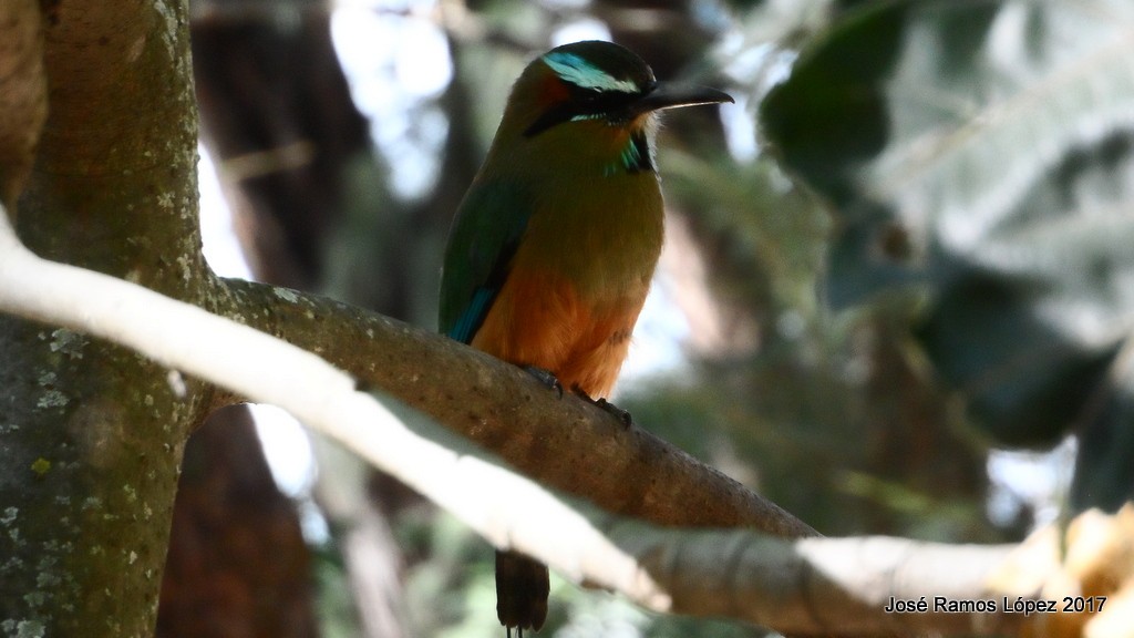 Turquoise-browed Motmot - Jose Ramos