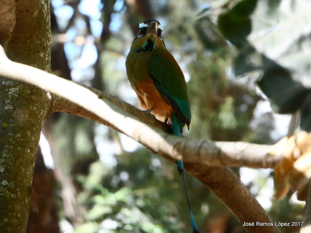 Turquoise-browed Motmot - Jose Ramos