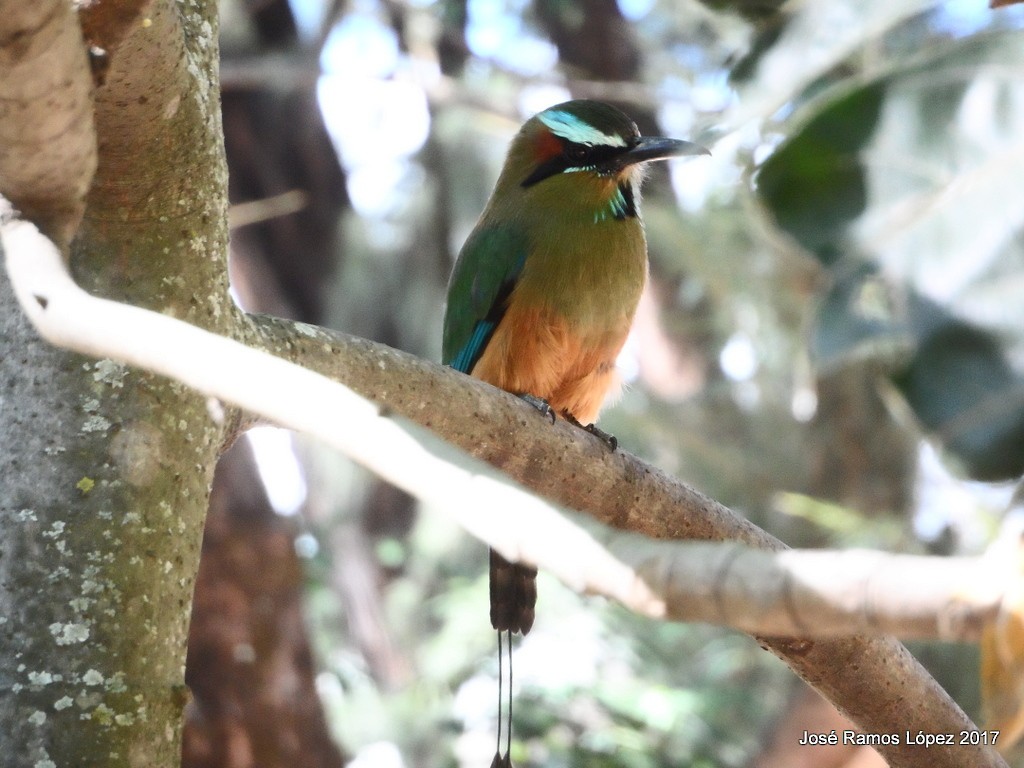 Turquoise-browed Motmot - ML75739891