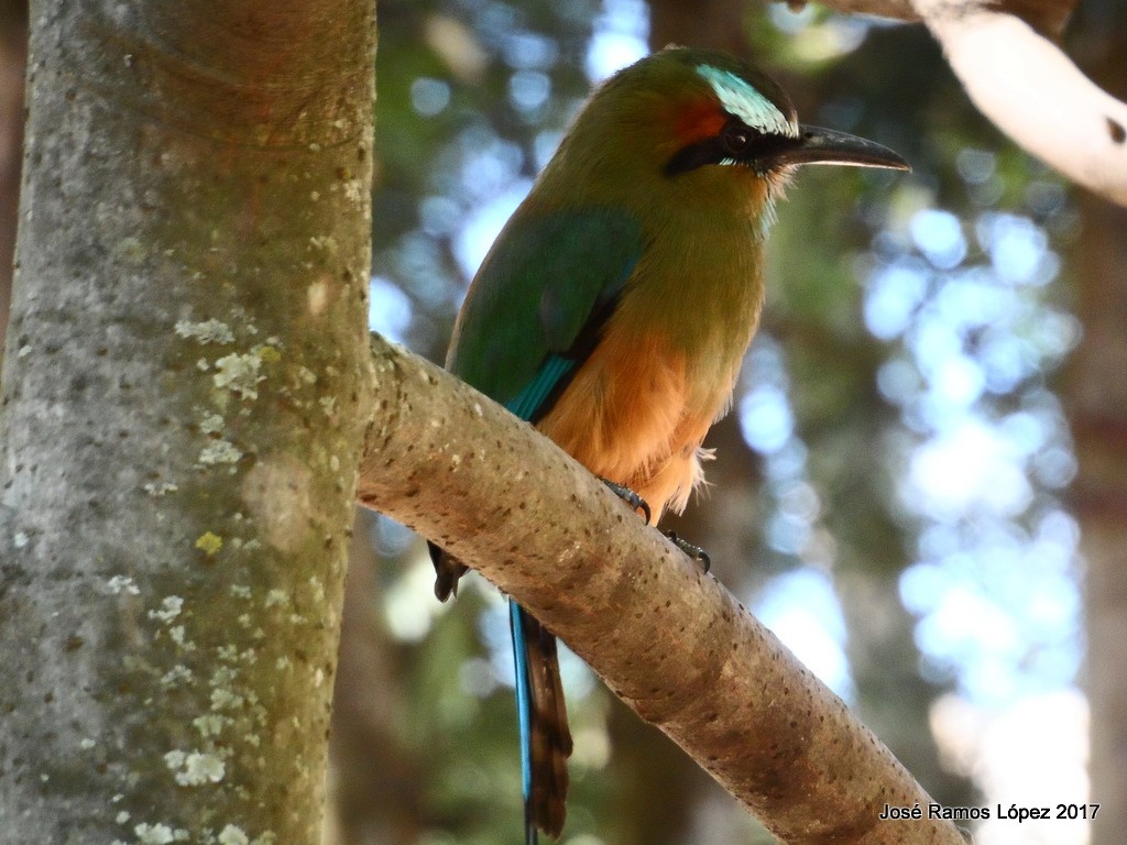 Turquoise-browed Motmot - ML75739921