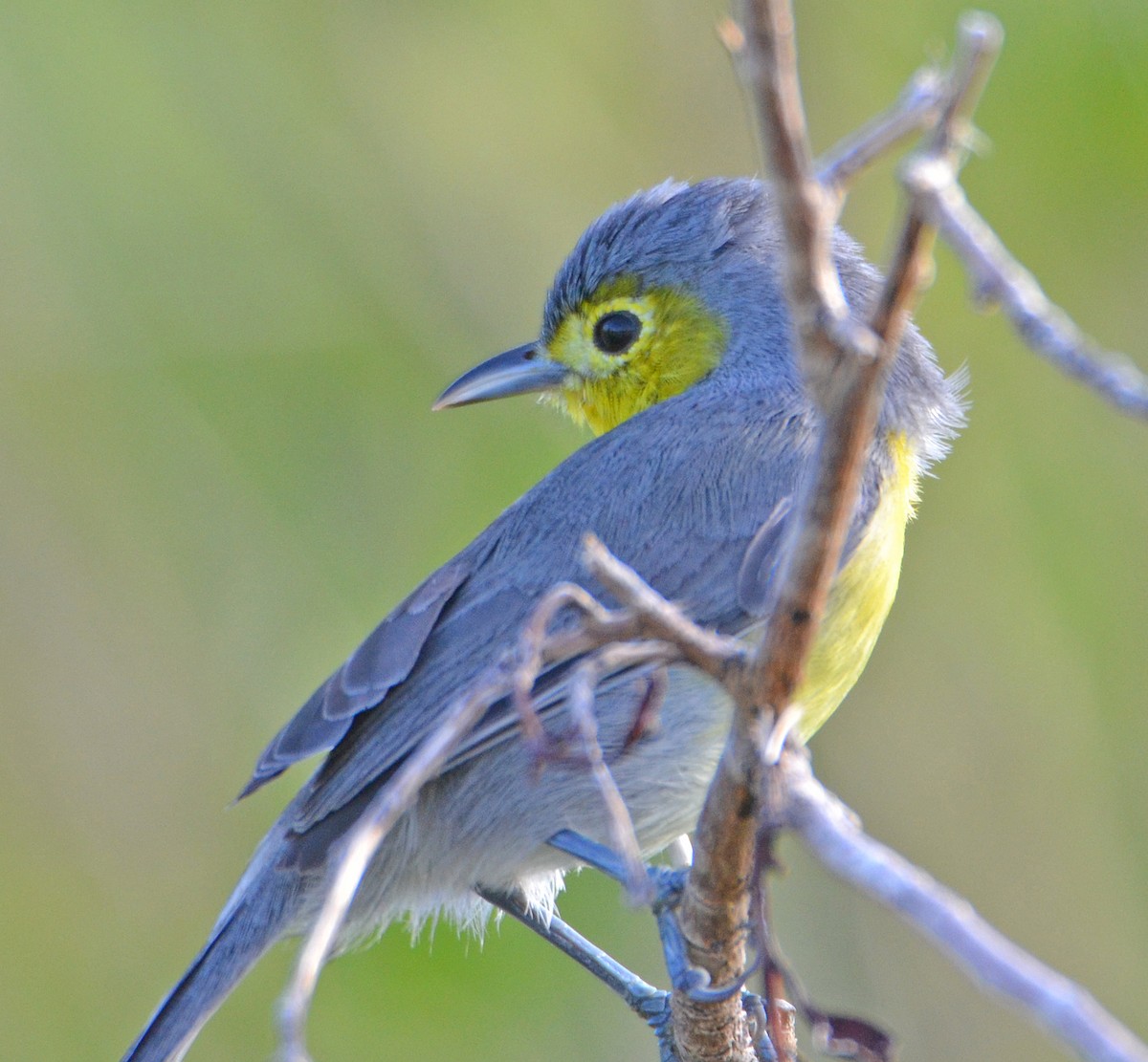 Oriente Warbler - Michael J Good