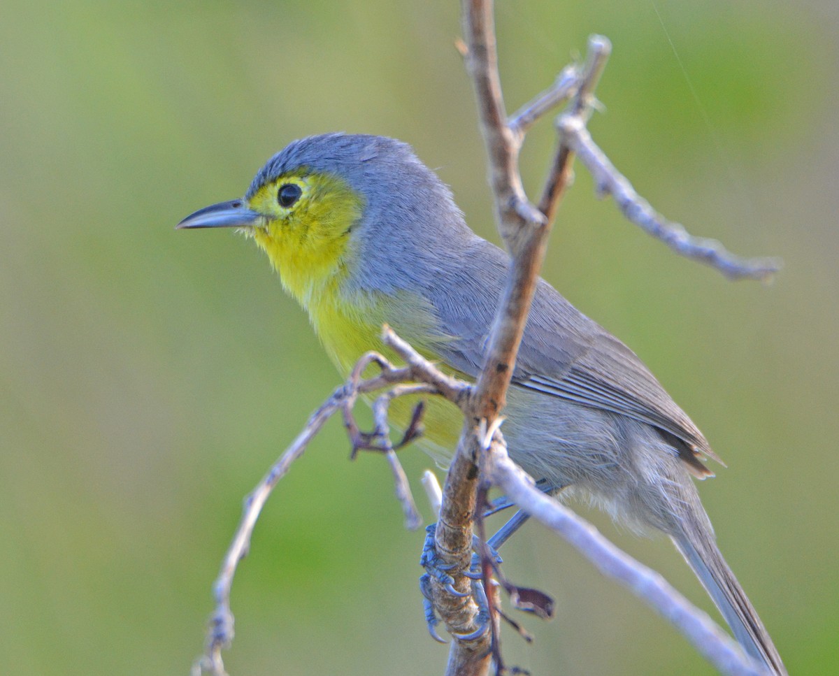 Oriente Warbler - Michael J Good