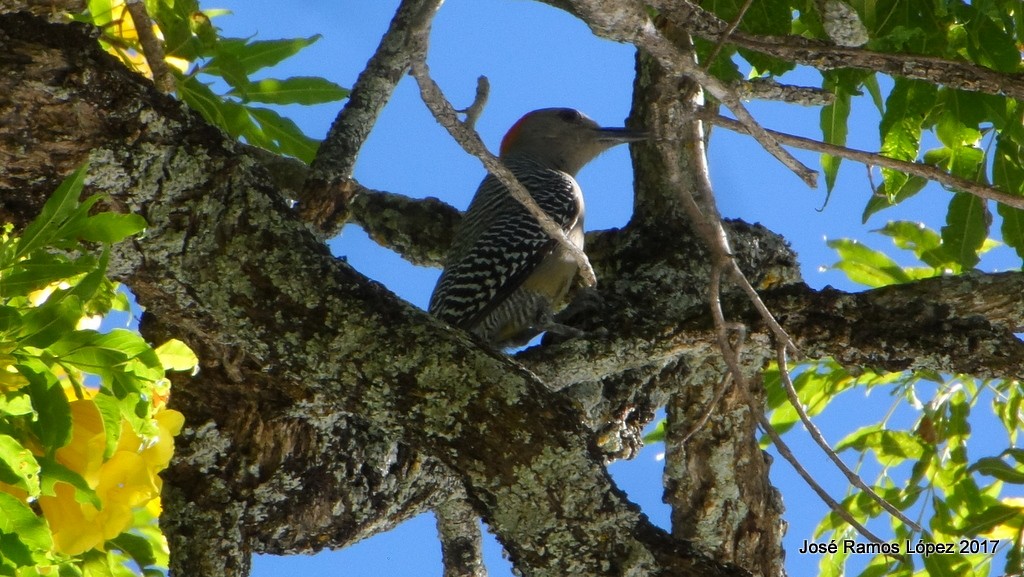 Golden-fronted Woodpecker - ML75740221