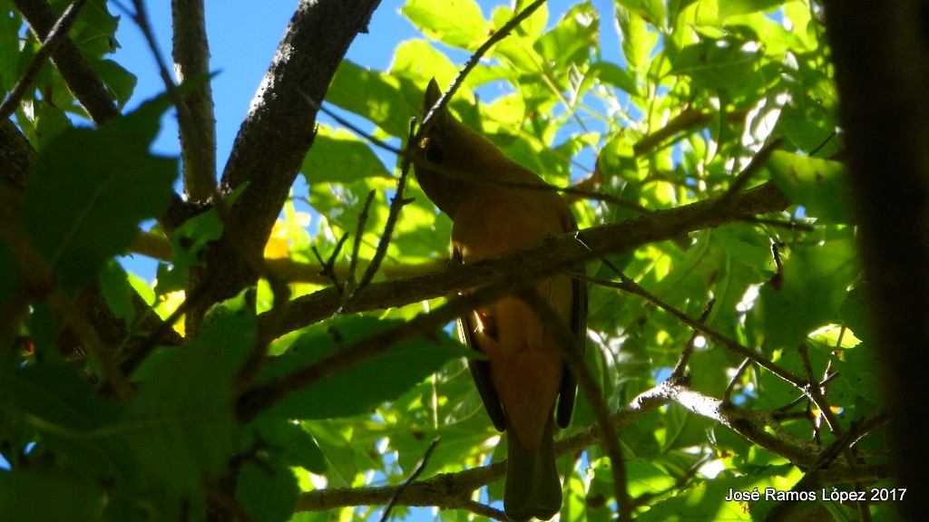 Summer Tanager - Jose Ramos