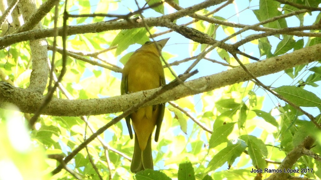 Summer Tanager - Jose Ramos