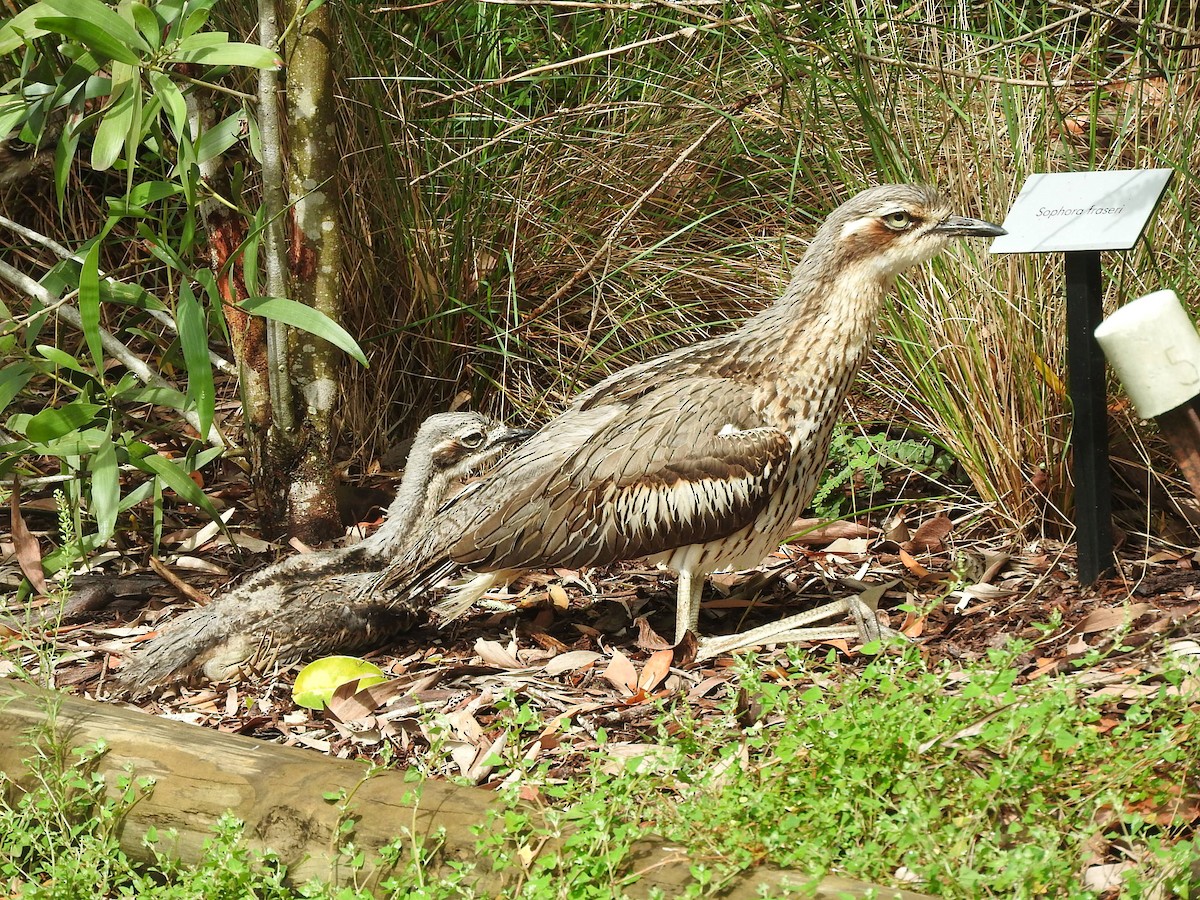 Bush Thick-knee - ML75742911