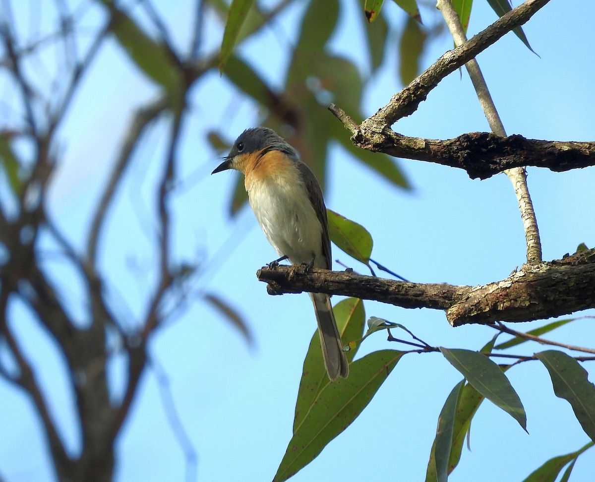 Leaden Flycatcher - ML75743091