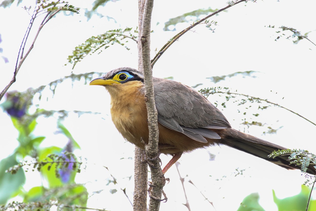 Lesser Ground-Cuckoo - ML75744141