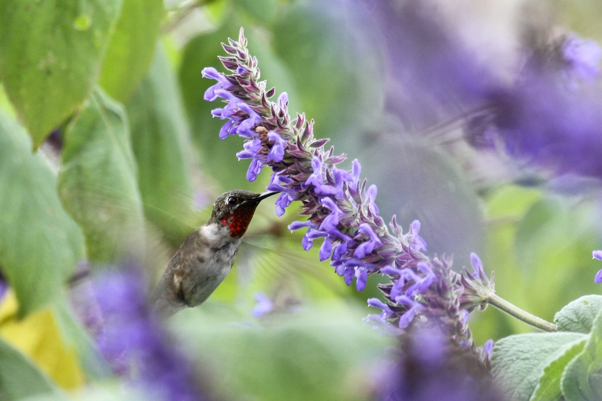 Ruby-throated Hummingbird - ML75744161