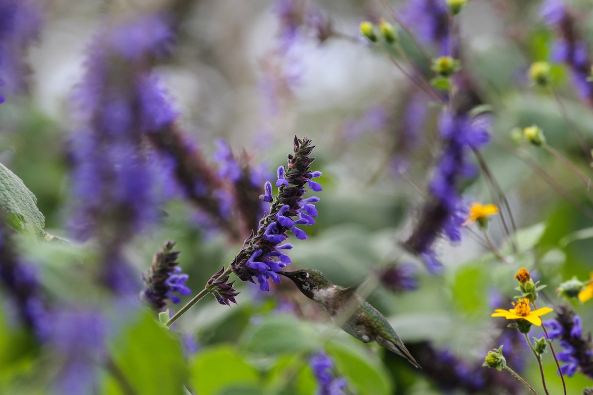 Ruby-throated Hummingbird - ML75744181