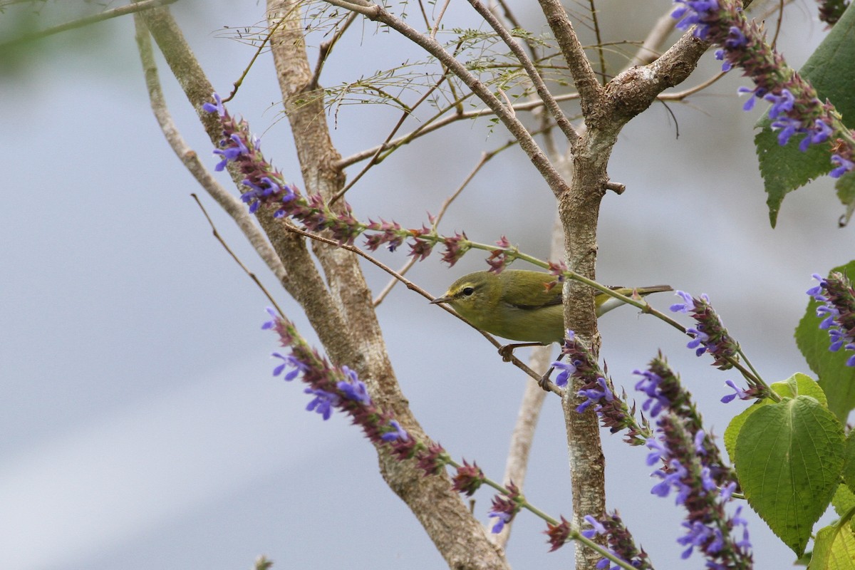 Tennessee Warbler - Carlos Funes