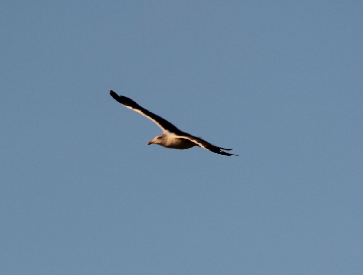 Gaviota Sombría - ML75747411