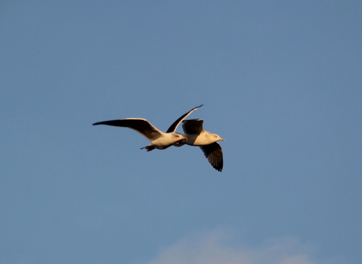 Gaviota Sombría - ML75747441