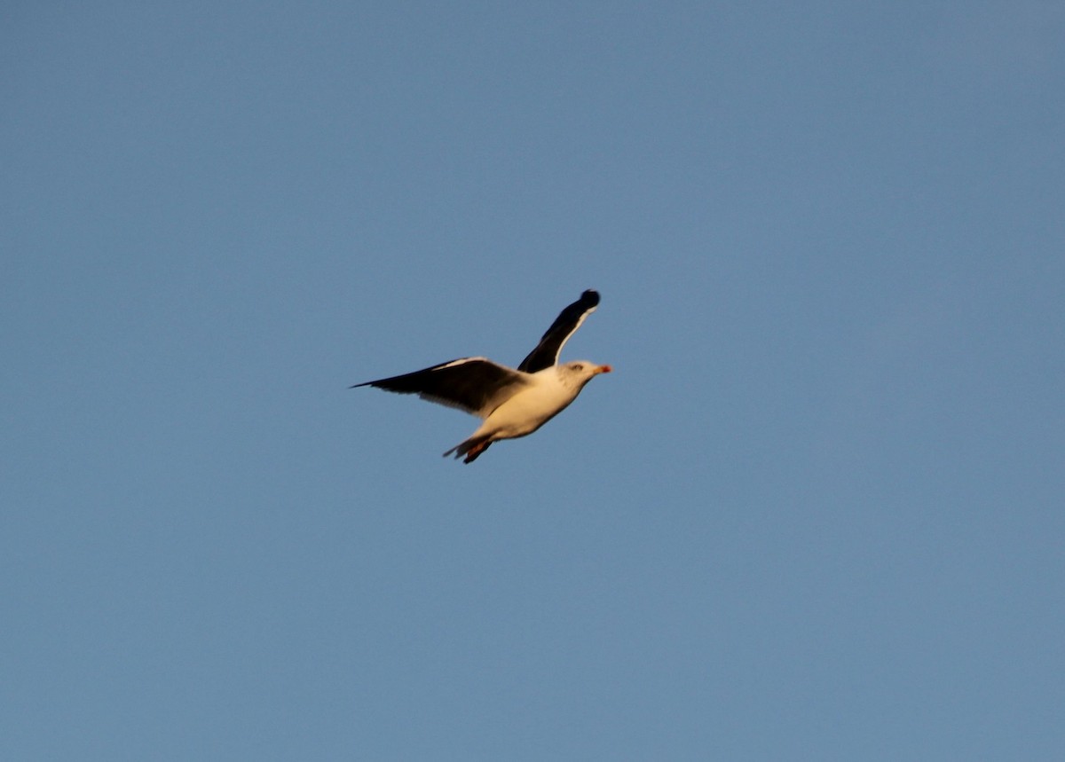 Gaviota Sombría - ML75747461