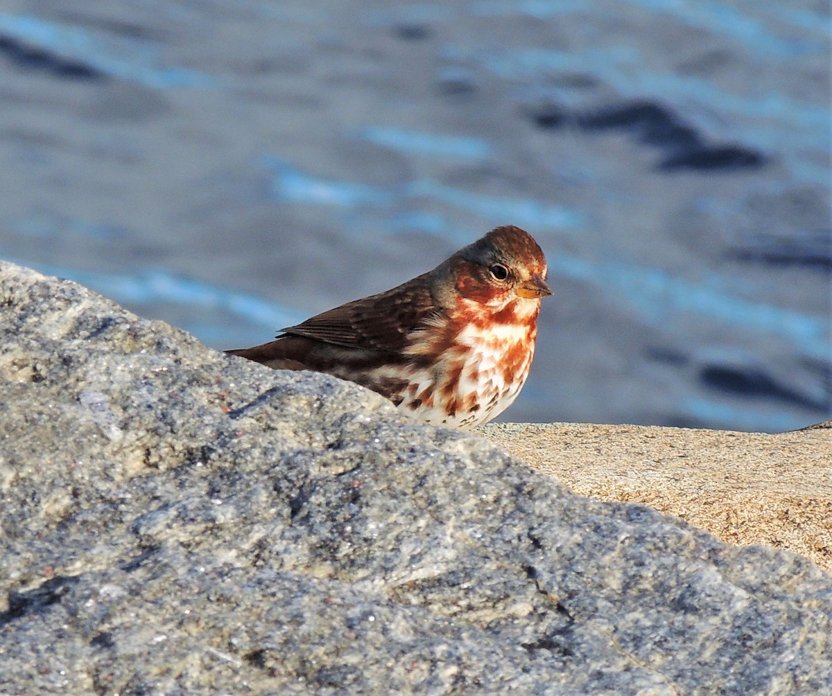 Fox Sparrow (Red) - ML75747541