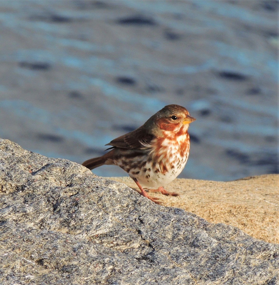 Fox Sparrow (Red) - ML75747551