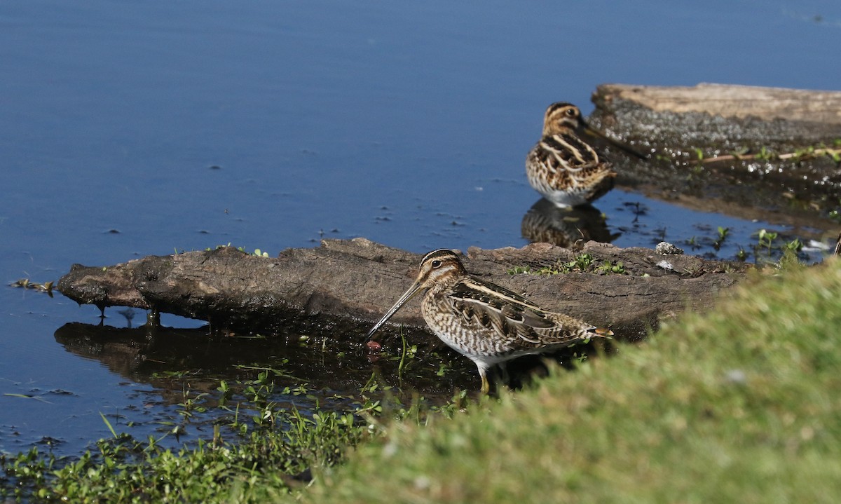 Wilson's Snipe - Lori McDonald