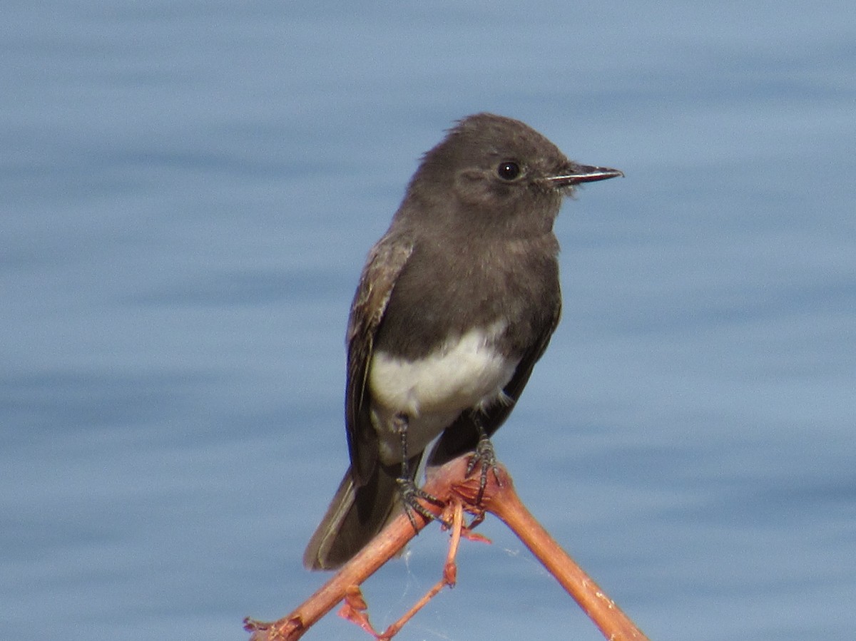 Black Phoebe - Ed Dunn