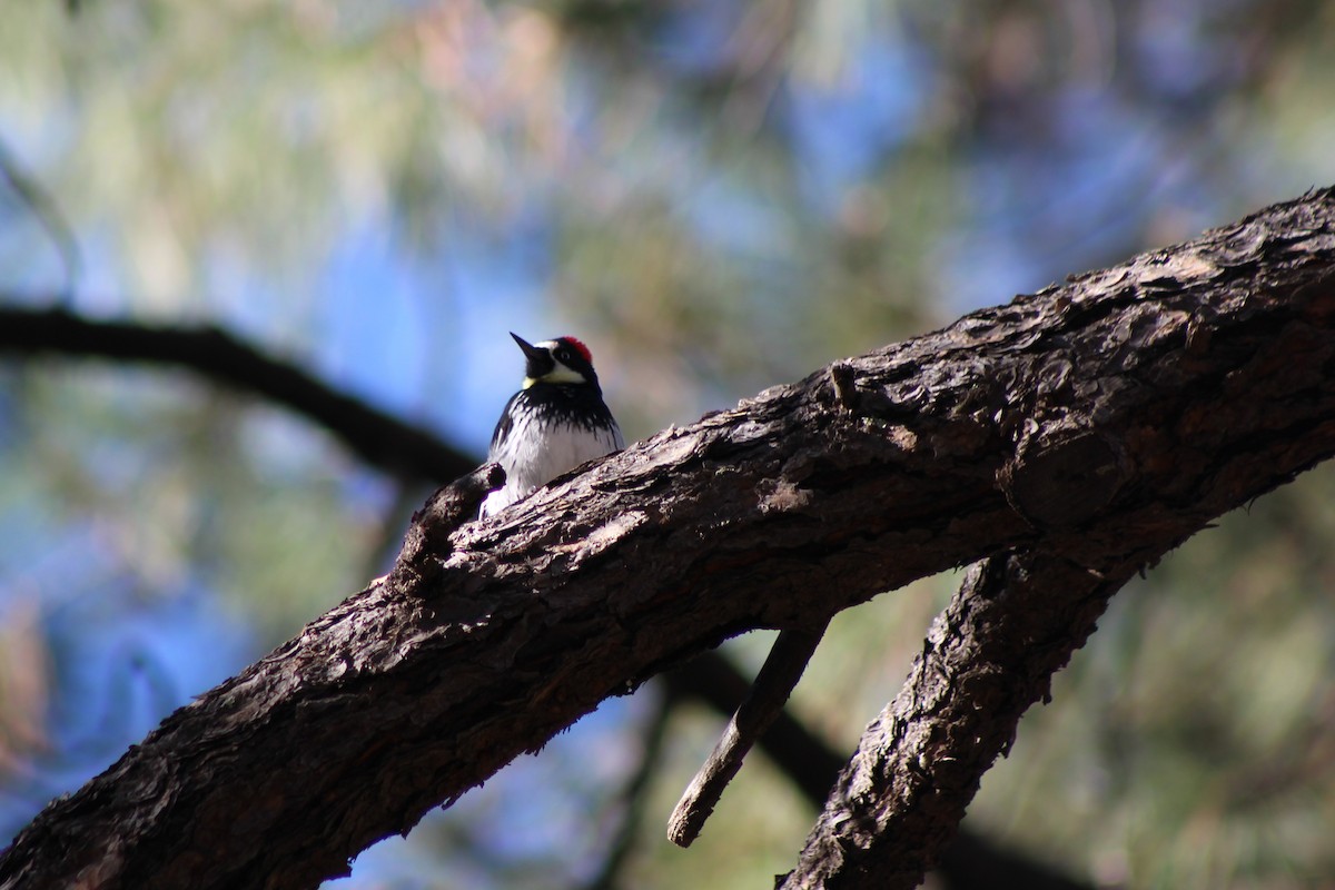 Acorn Woodpecker - David Lerwill