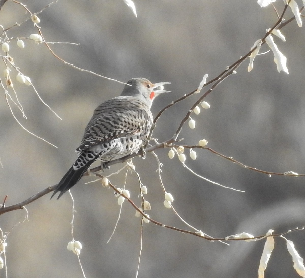 Northern Flicker (Yellow-shafted x Red-shafted) - Shane Sater