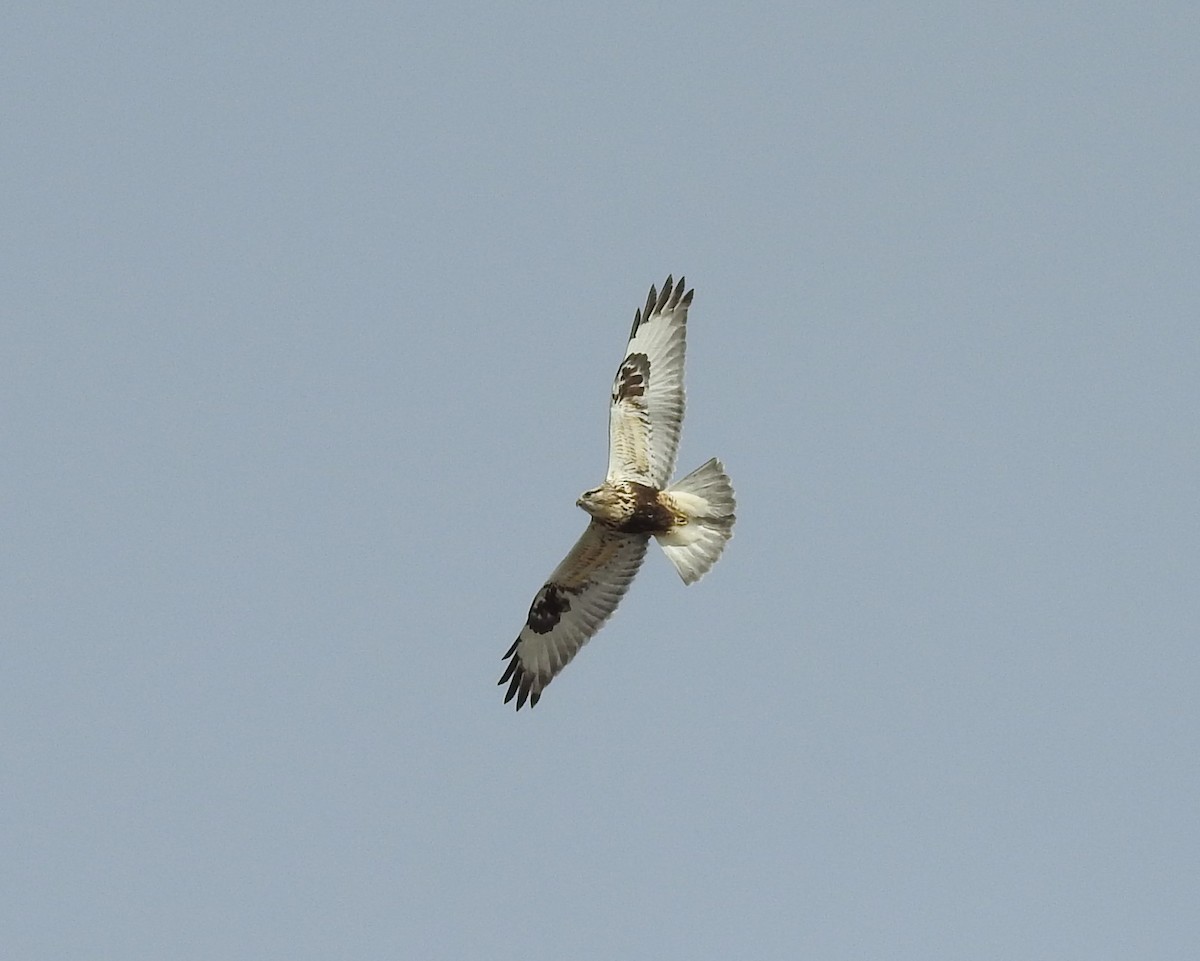 Rough-legged Hawk - Shane Sater