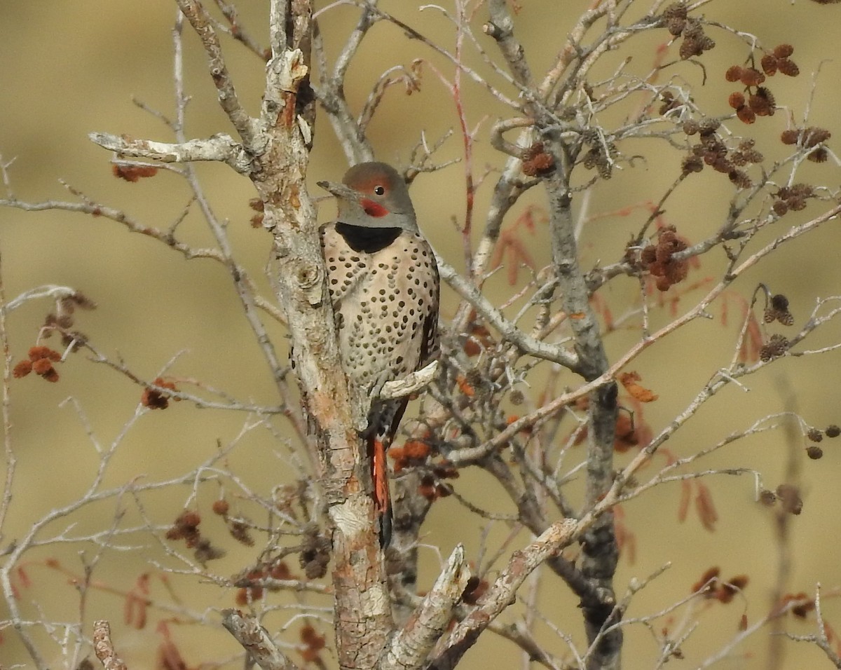Northern Flicker (Yellow-shafted x Red-shafted) - Shane Sater