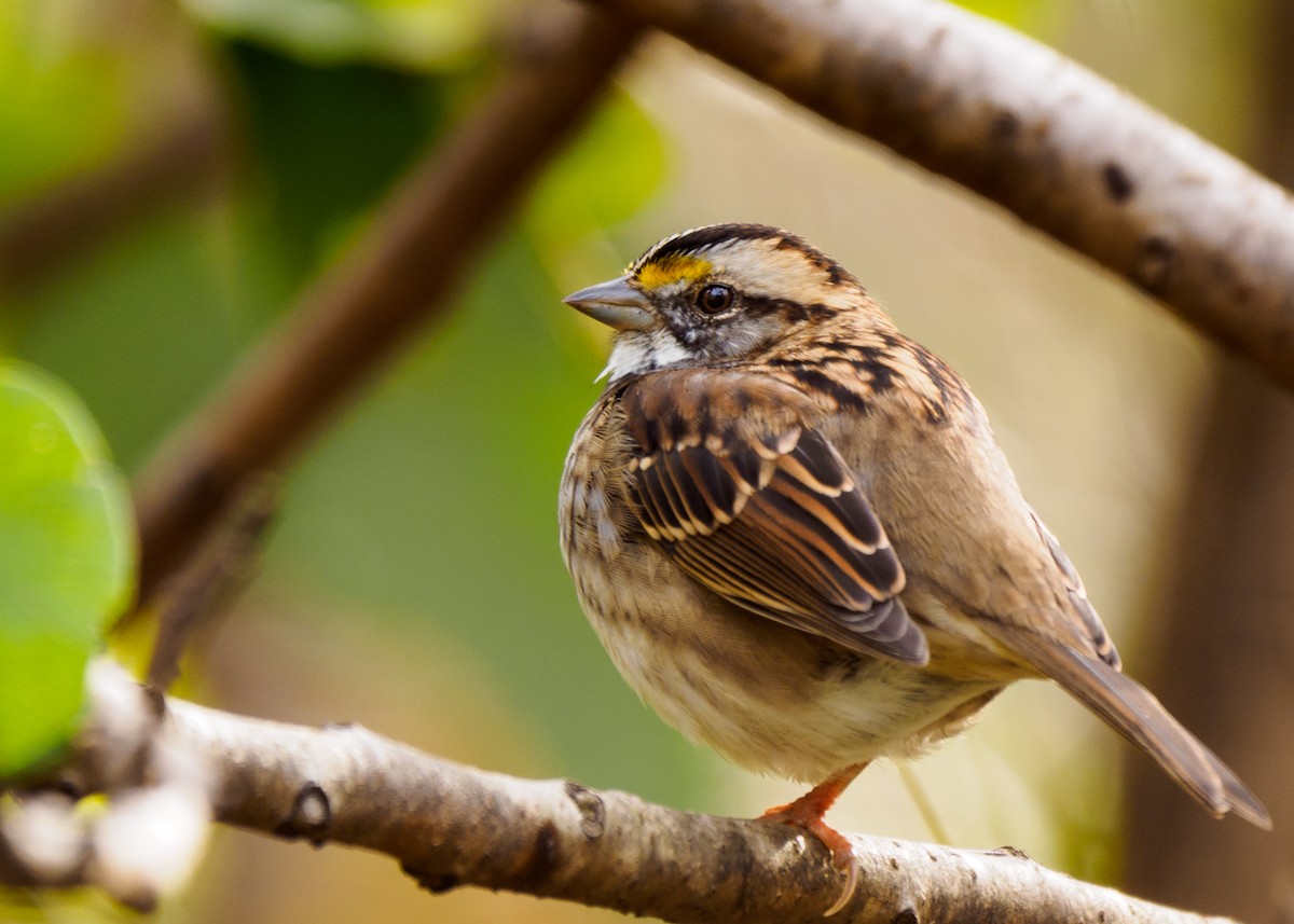 White-throated Sparrow - Steve Rushing