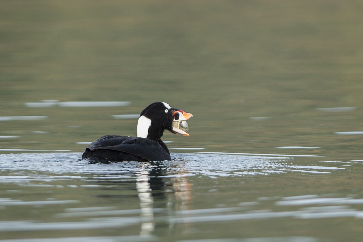 Surf Scoter - ML75753321