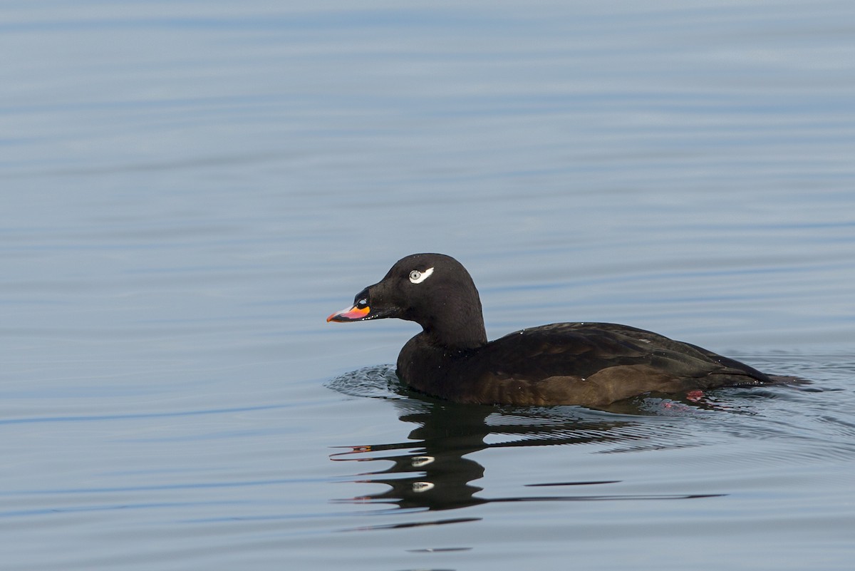 White-winged Scoter - Joshua Covill