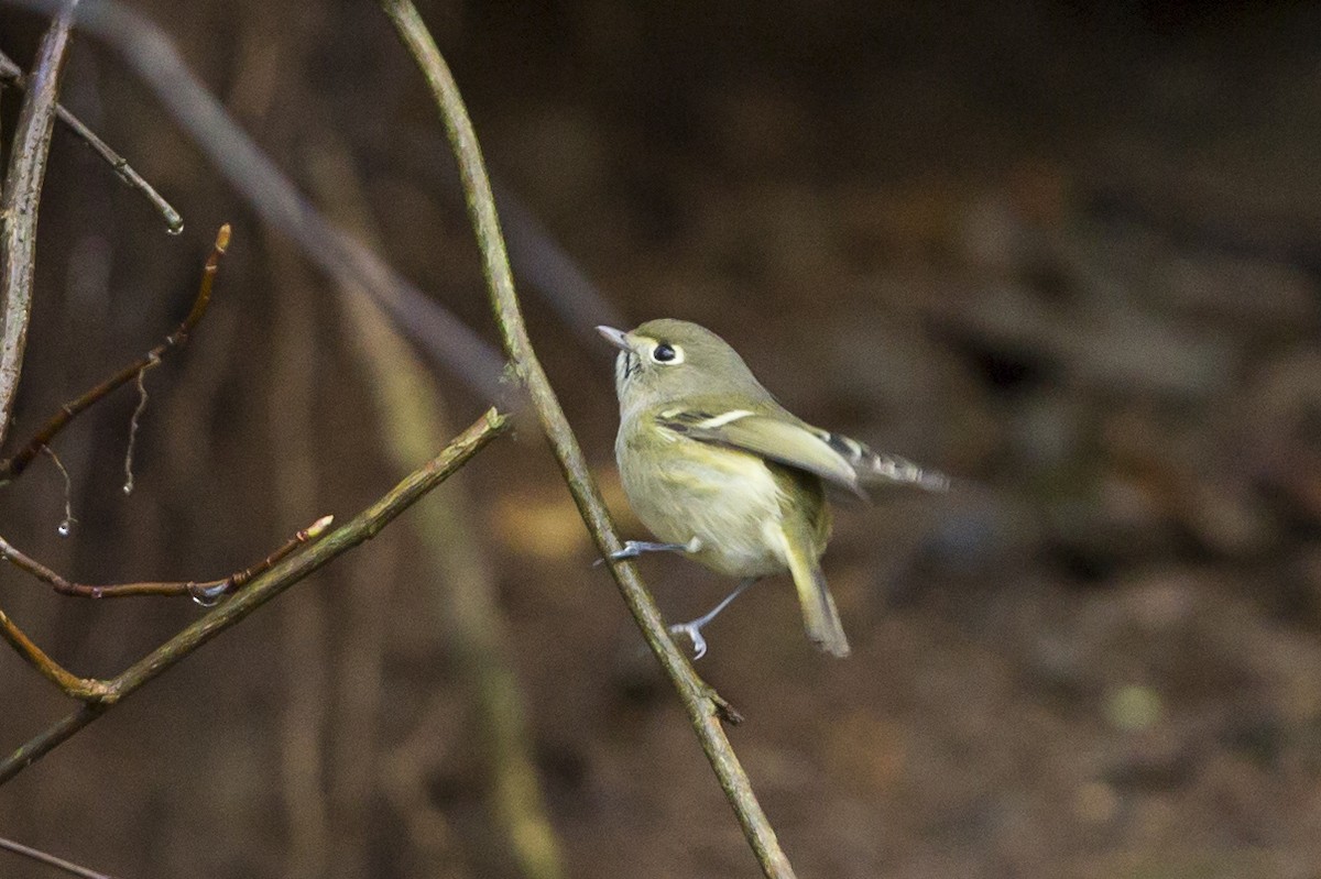 Hutton's Vireo - ML75753551