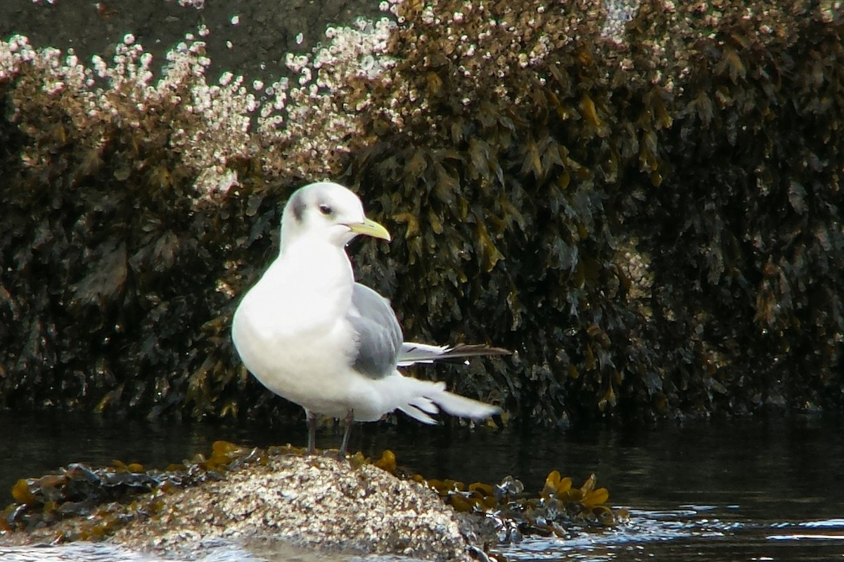 Black-legged Kittiwake - ML75753931