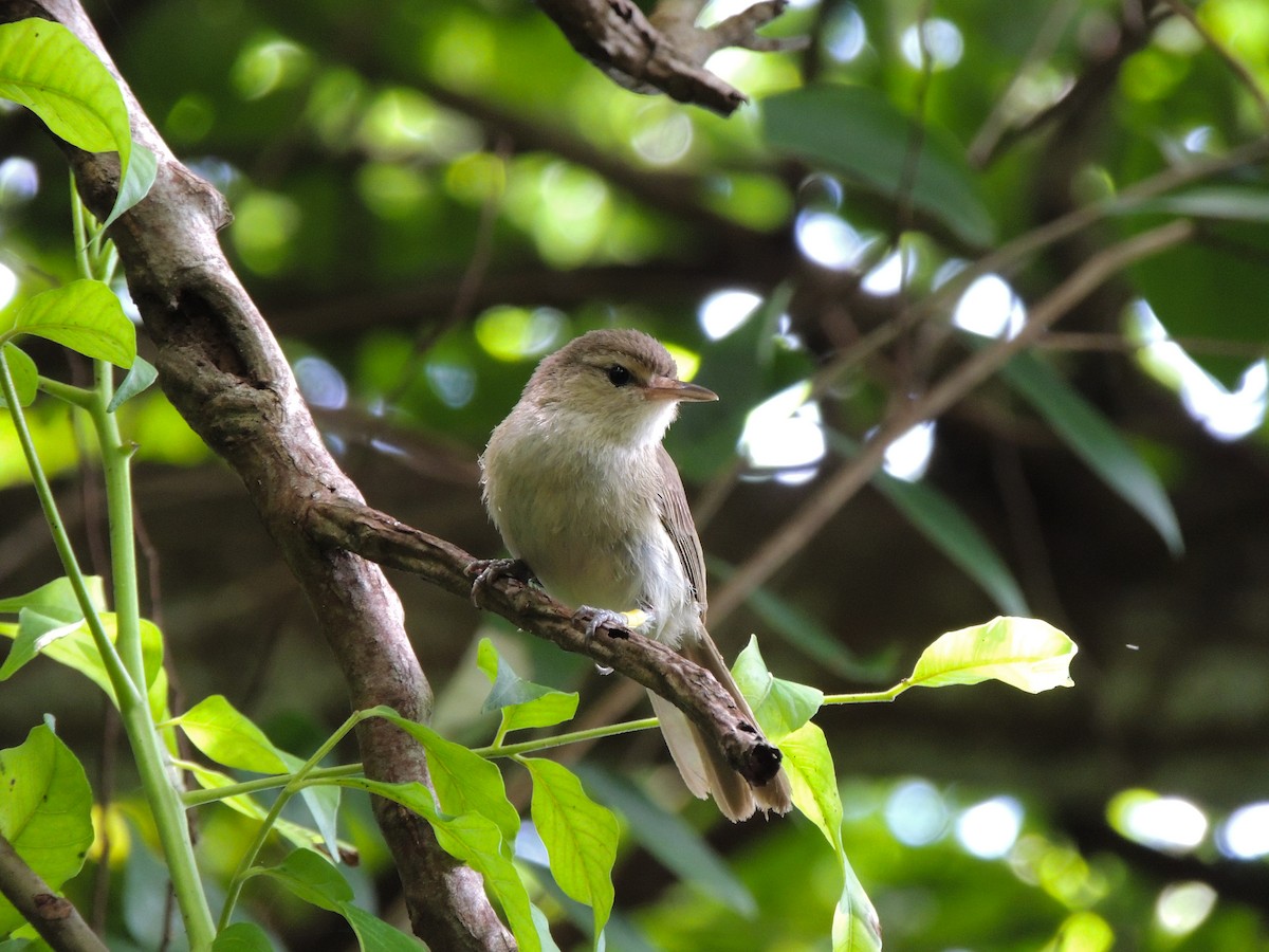 Noronha Vireo - ML75756331