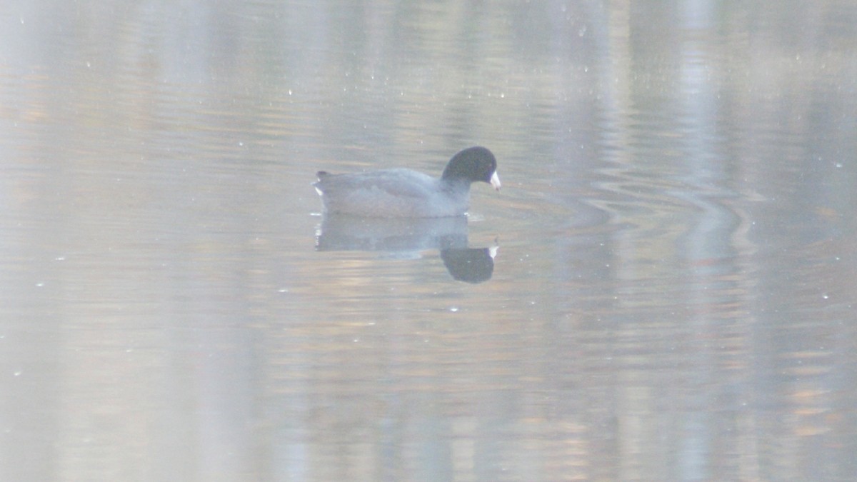 American Coot - Steven Biggers