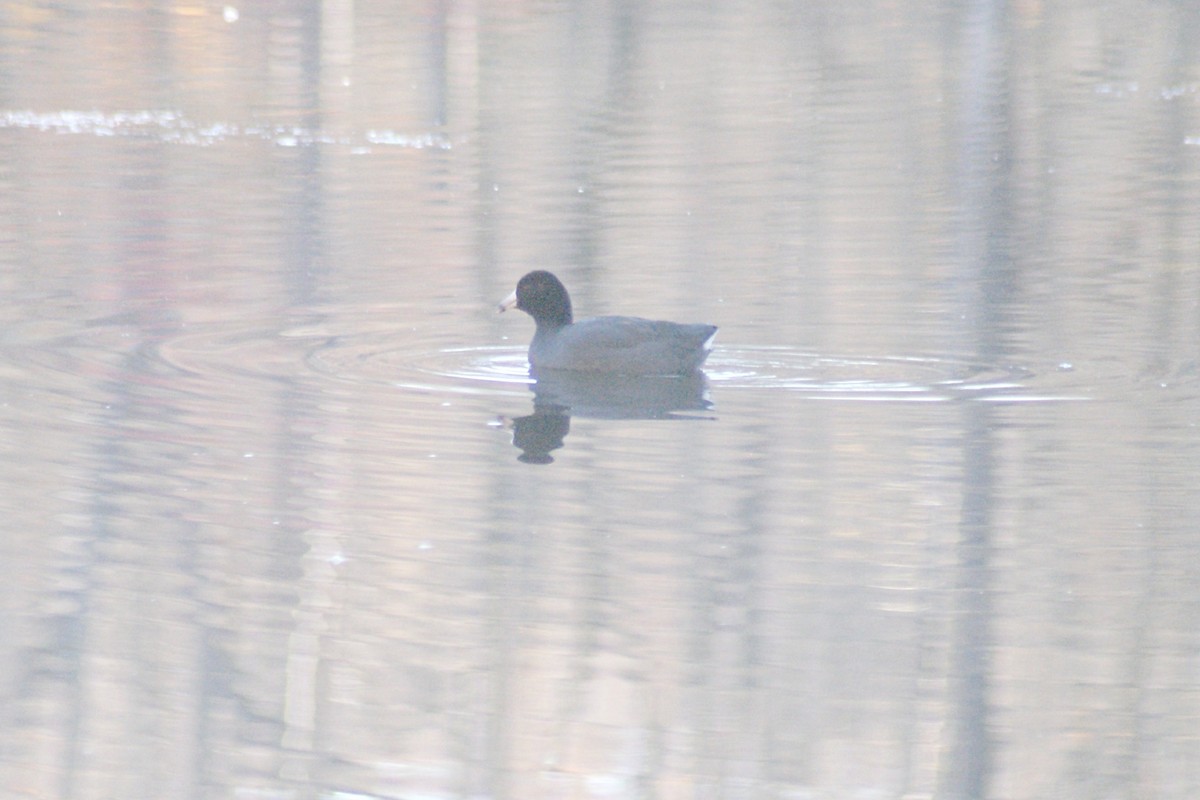 American Coot - Steven Biggers