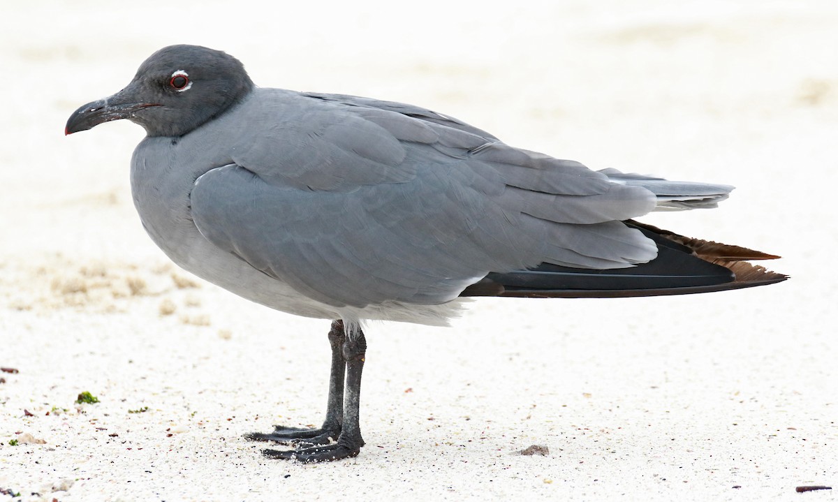 Gaviota Fuliginosa - ML75759791