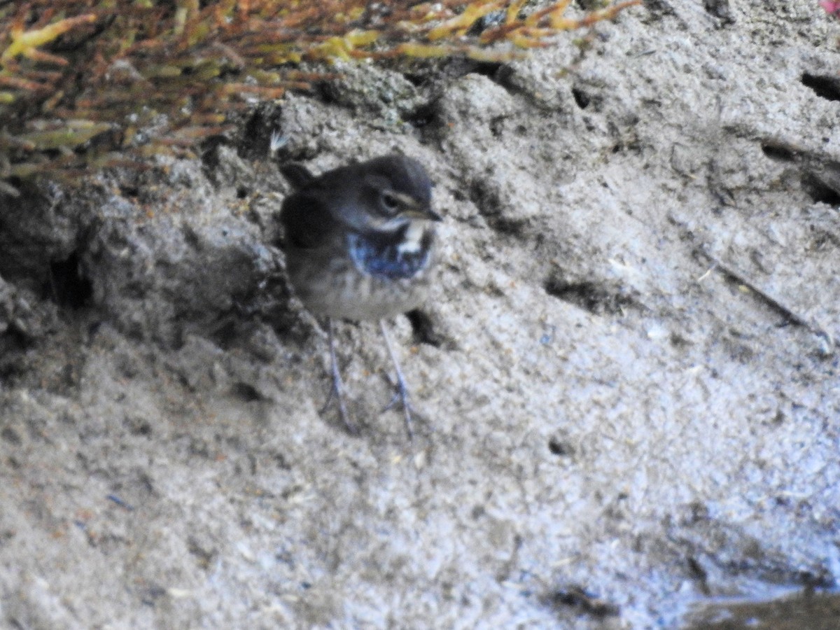 Bluethroat - Teresa Cohen