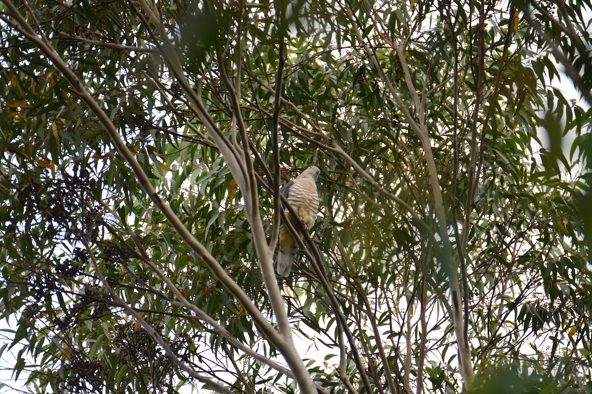 Pacific Baza - ML75761181