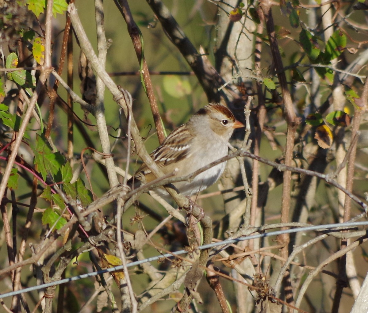 Bruant à couronne blanche - ML75762341