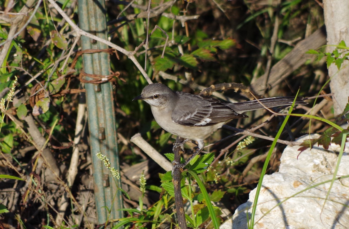 Northern Mockingbird - ML75762411