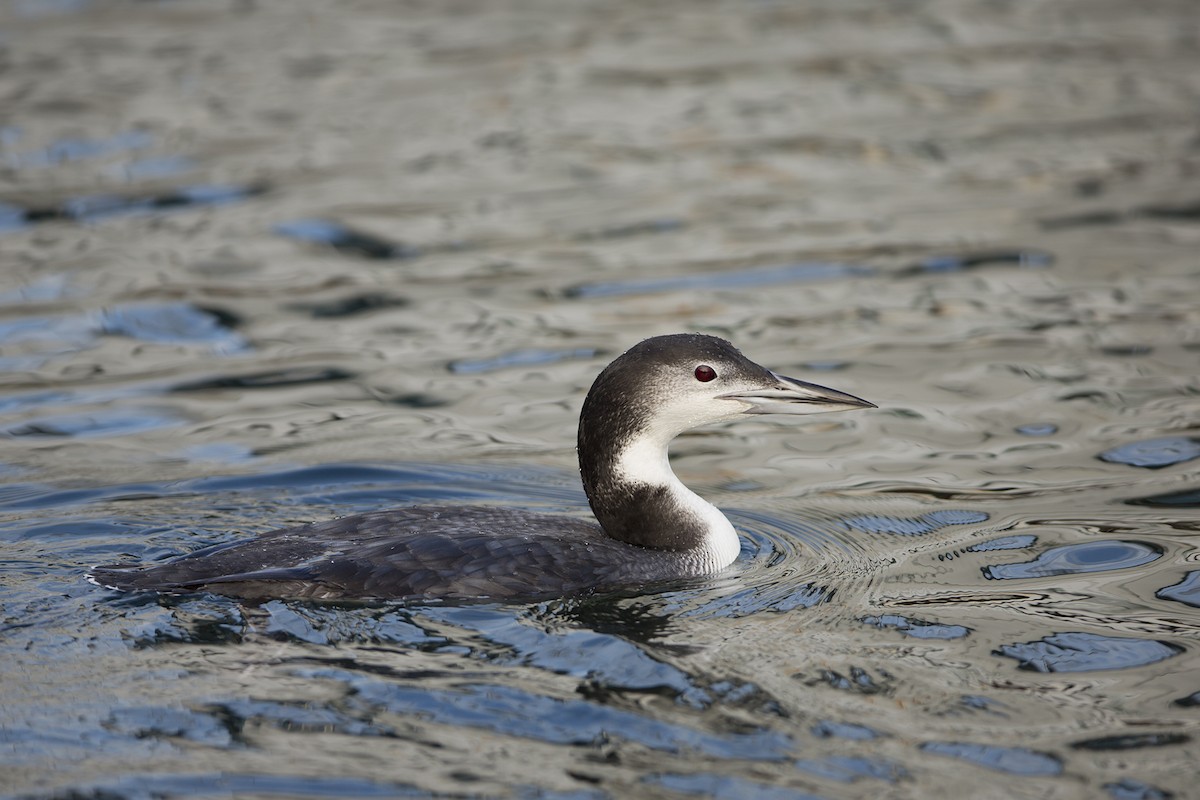 Plongeon huard - ML75762651