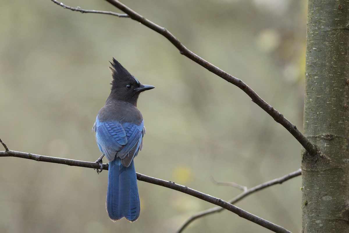 Steller's Jay (Coastal) - ML75762791