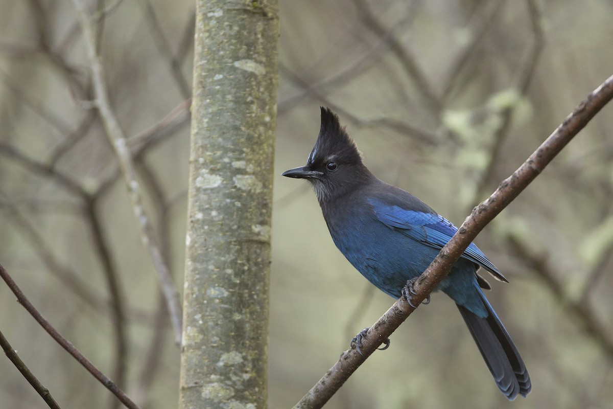 Steller's Jay (Coastal) - Joshua Covill