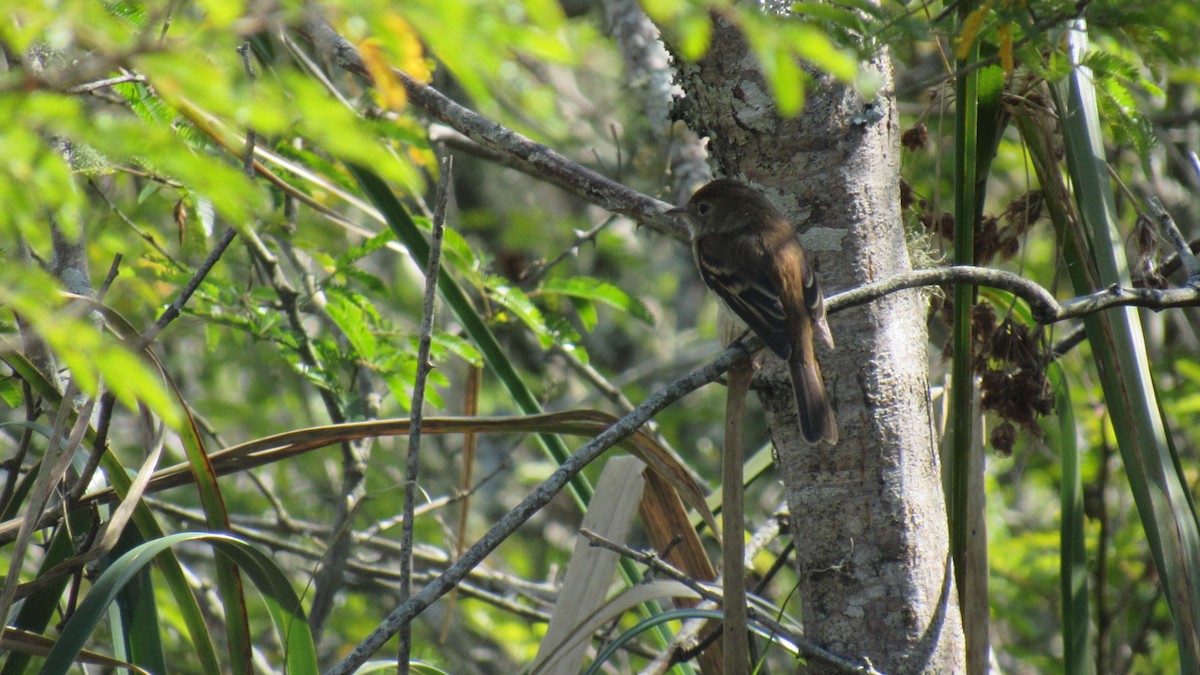 Bran-colored Flycatcher - Luis  Weymar Junior