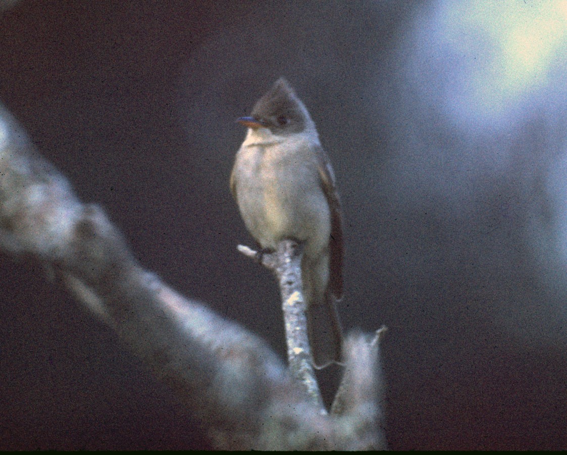 Greater Pewee - ML75765441