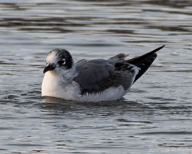 Franklin's Gull - ML75766481