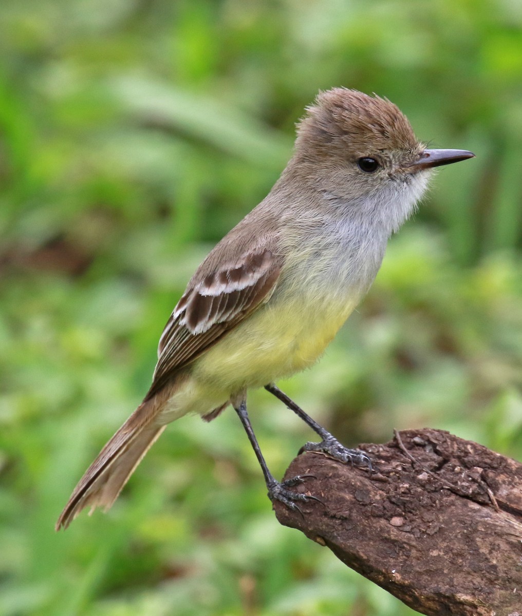 Galapagos Flycatcher - ML75767041