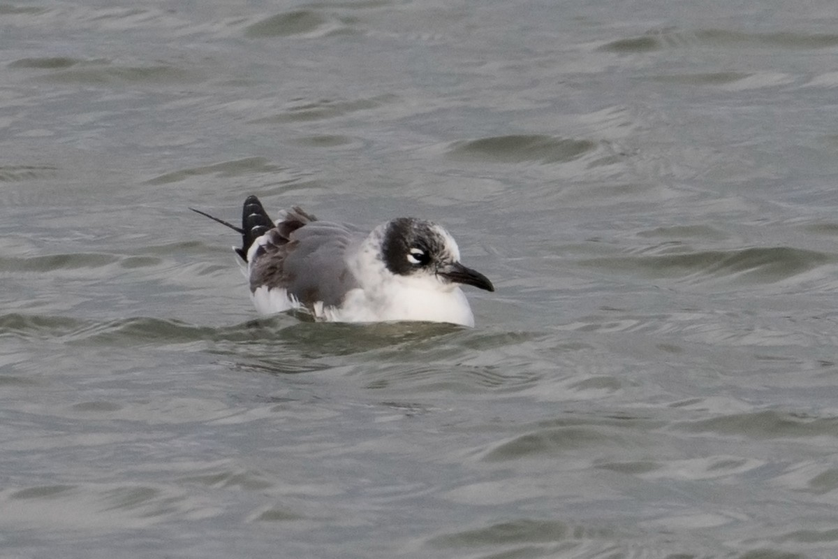 Franklin's Gull - ML75768161