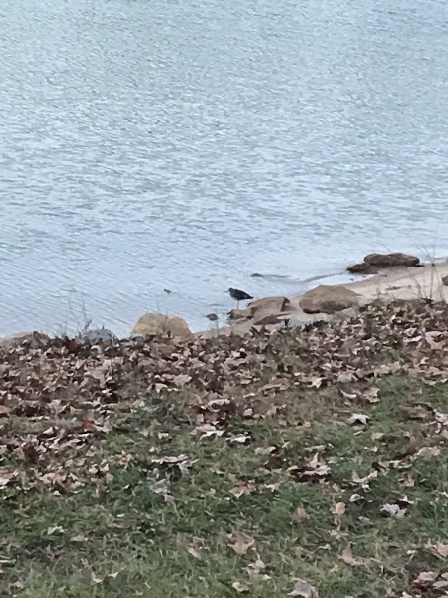 Greater Yellowlegs - ML75768661